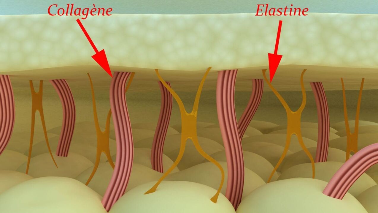 Kollagen- und Elastinstrukturproteine ​​der Haut. 